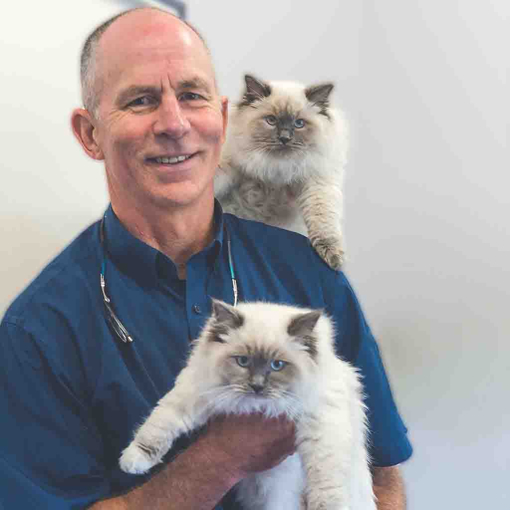 Hamilton Veterinary Clinic Newcastle Vets Pet Boarding