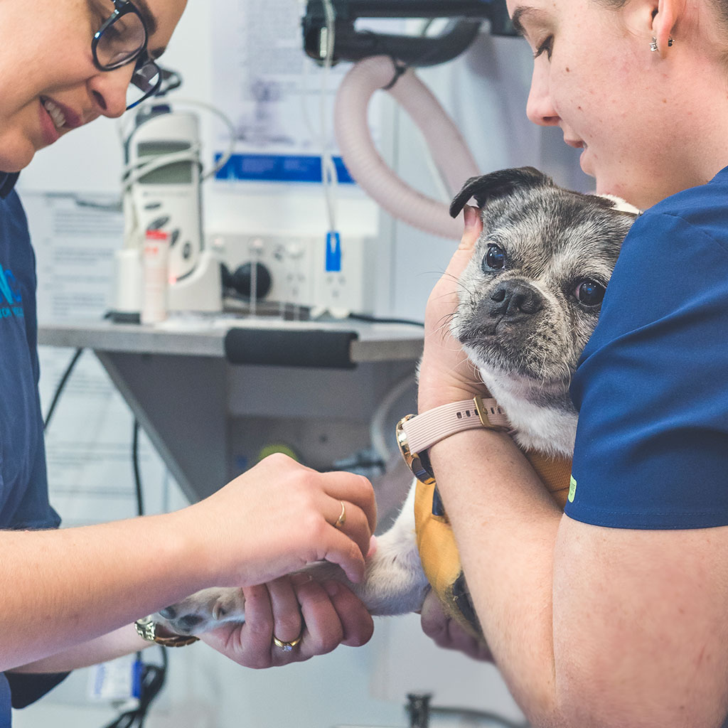 Vet Services in Newcastle