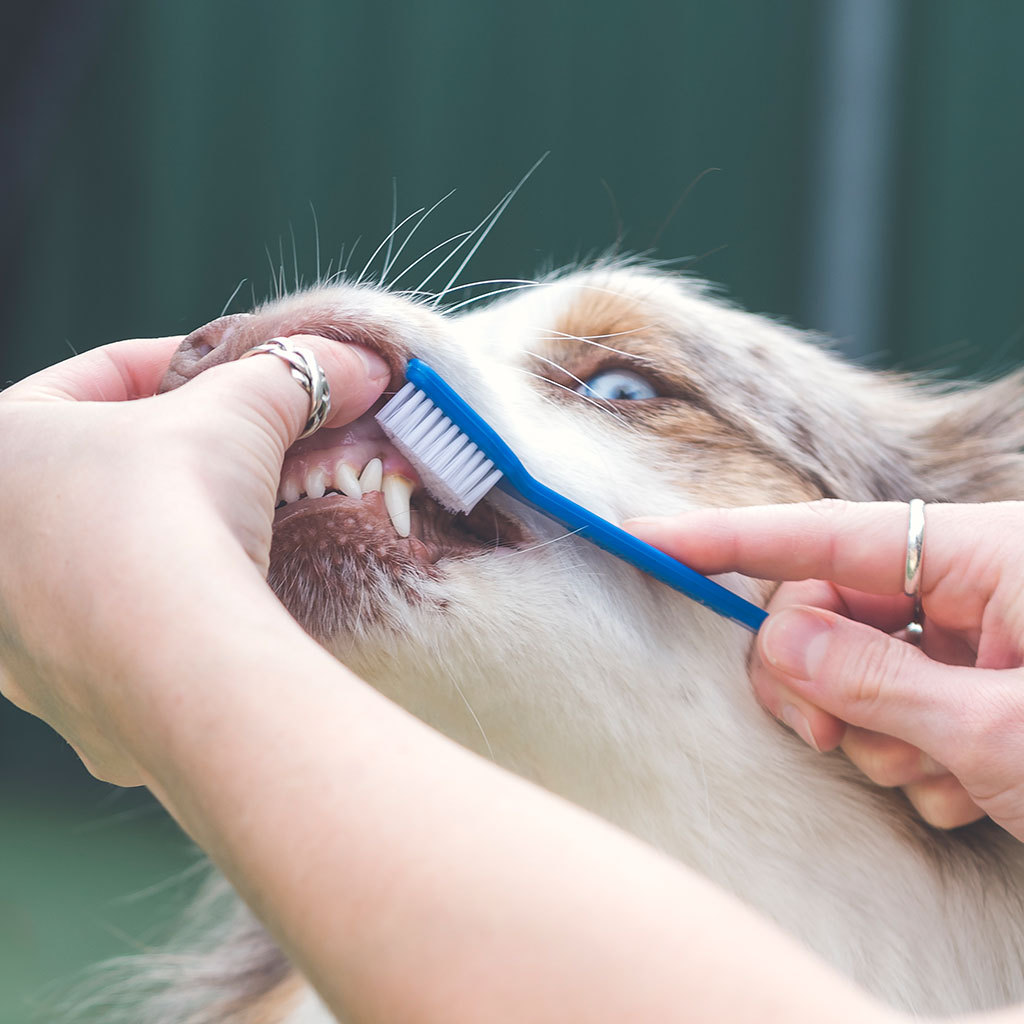 Veterinary Services in Newcastle
