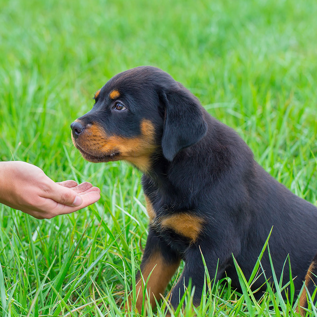 Dog Boarding